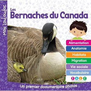 Les Bernaches Du Canada